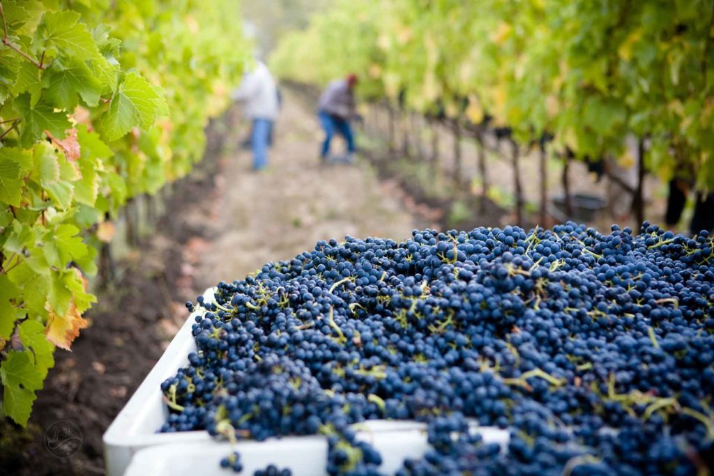 Picture of vineyard